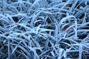 Dwarf Black Grass - Ophiopogon planiscapus Nigrescens